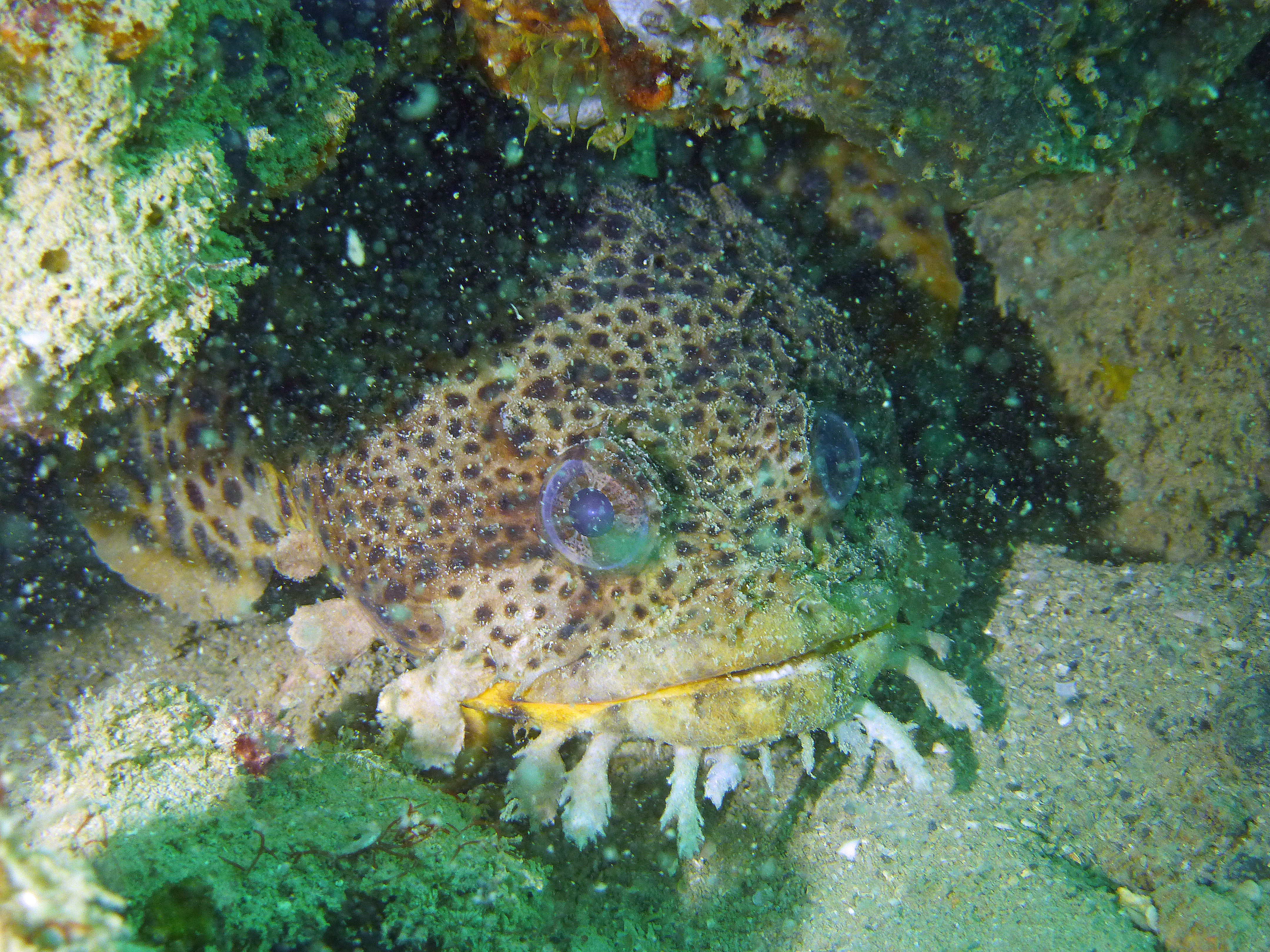 Leopard toadfish, Clearwater 2025.